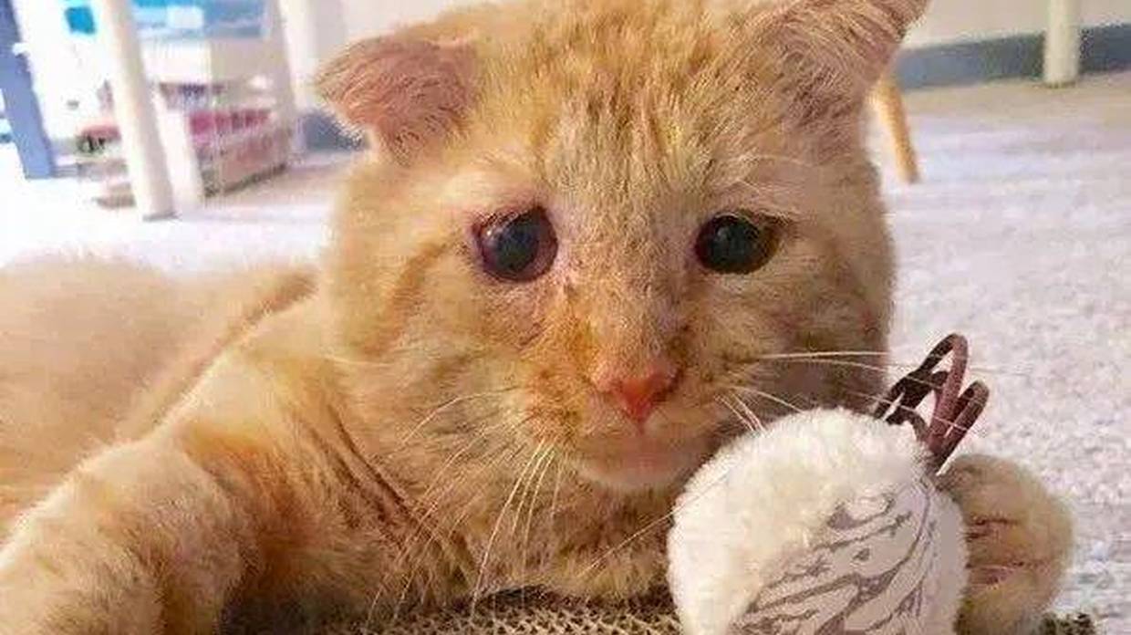 “悲伤蛙”猫咪流浪6年，一个眼神让房东妥协，被爱滋养成开心果