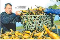 洪湖莲藕搭科创快车上全球餐桌