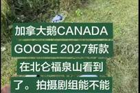 就拍广告留下垃圾致歉的加拿大鹅：曾因虚假宣传被罚45万