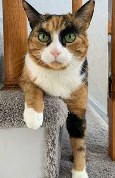 三花猫天生拥有特殊花纹，就是这对浓黑眉毛太出戏了，笑屎！
