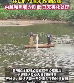 公园水池“怪鱼”落网，系外来入侵物种鳄雀鳝：内脏鱼卵含剧毒，已无害化处理