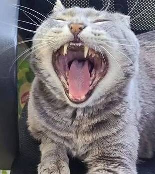 车库里捡来的流浪猫，成了办公室的“霸总”，每天霸占着工位！