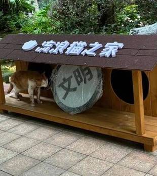 小区物业为流浪猫建“洋房”，打破冷漠印象，用行动驱散严寒！