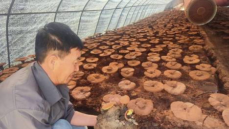网红"东北兄弟"直播卖假灵芝孢子粉被查 13家种植户联名举报