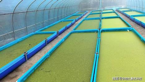 小小浮萍可改写粮食规则？亩产淀粉是水稻6倍，蛋白是大豆10余倍！