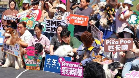 Let’s go！这个五一，我们在三城「摇尾派对」里，和毛孩子一起握爪撒欢！