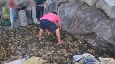 因一包酸菜，导致康师傅流失数亿市值，严钦武的插旗菜业还有救吗