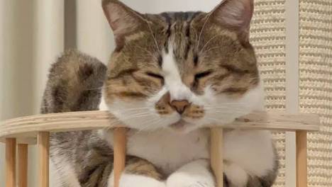 猫咪前腿并拢现完美花纹，“大陆漂移学说”具象化了？