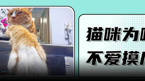 在猫咪眼里，被你摸爪子是什么感觉？