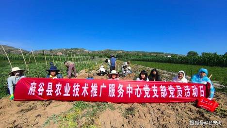 府谷县农技中心开展夏马铃薯采收测产主题党日实践活动