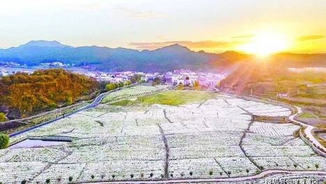 72.81亿元区域品牌价值 20万人吃上“菊花饭”！麻城整“花活”