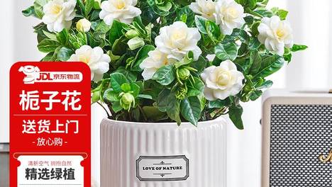 栀子花开几天会谢？快来看看花期有多长，别错过这美丽时刻！