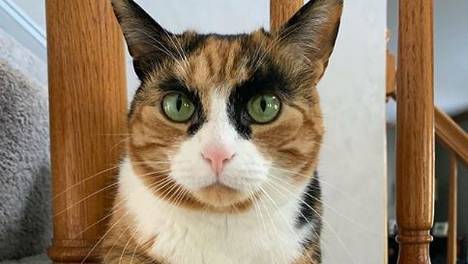 三花猫天生拥有特殊花纹，就是这对浓黑眉毛太出戏了，笑屎！