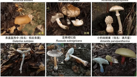 预防野生菌中毒预警通告