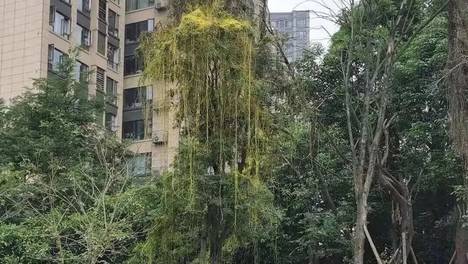 紧急提醒！看到立即上报，成都街头已出现
