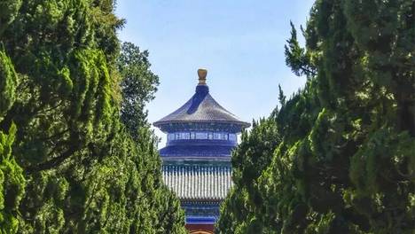 北京古树为何站成了风景？
