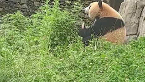 探访大熊猫国家公园 | 看国宝干饭也太治愈了吧！