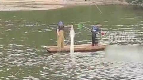 公园水池“怪鱼”落网，系外来入侵物种鳄雀鳝：内脏鱼卵含剧毒，已无害化处理