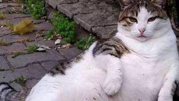 流浪猫雕像成打卡胜地，被人偷走又送回，政府都得为它妥协！