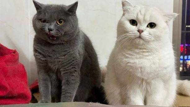 蓝猫嫌自己娃黑，总想偷白猫的白团子，白猫：你倒是生个好看的！