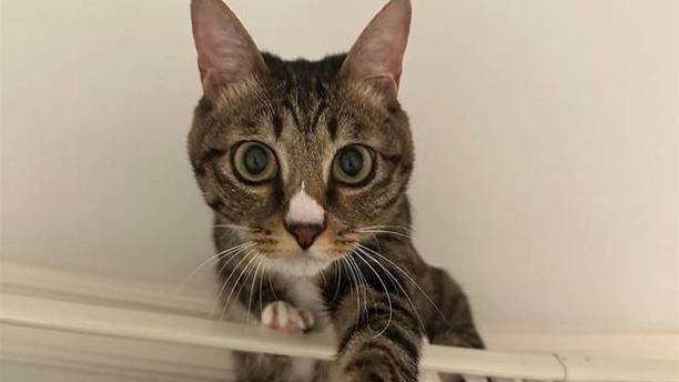 猫咪叼着猫窝爬上窗帘，想在高空安家，结果半路卡住下不来