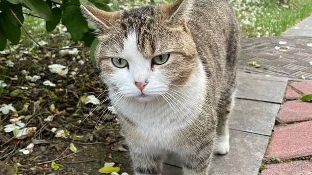 好心喂猫惹官司！流浪猫绊倒人导致骨折，法院判赔24万
