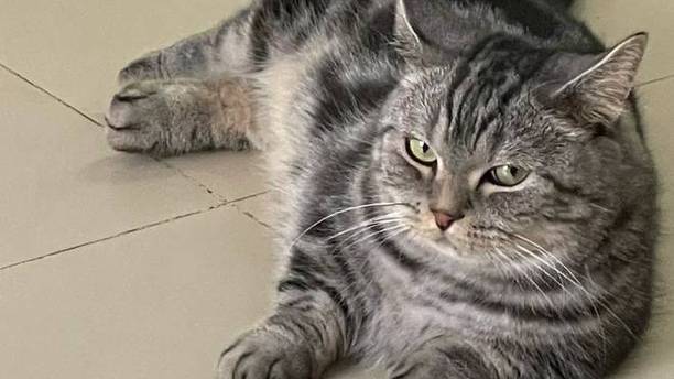 猫咪烈日下等开门，因上班迟到被骂了：热死咪了，还不开空调？