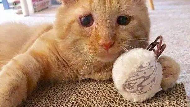 “悲伤蛙”猫咪流浪6年，一个眼神让房东妥协，被爱滋养成开心果