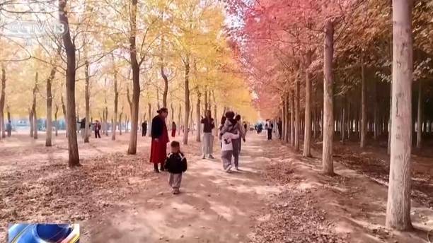 多地进入彩叶最佳观赏期 这些景点喊你打卡