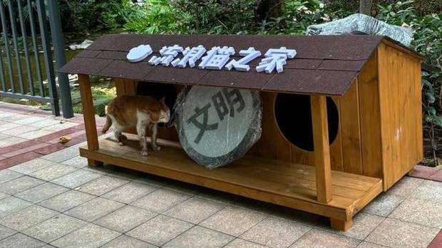 小区物业为流浪猫建“洋房”，打破冷漠印象，用行动驱散严寒！