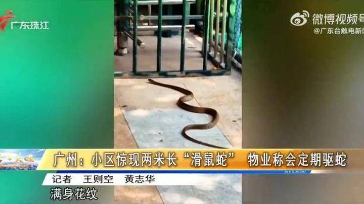 广州一小区惊现2米长滑鼠蛇，业主称已见怪不怪，你相信吗？