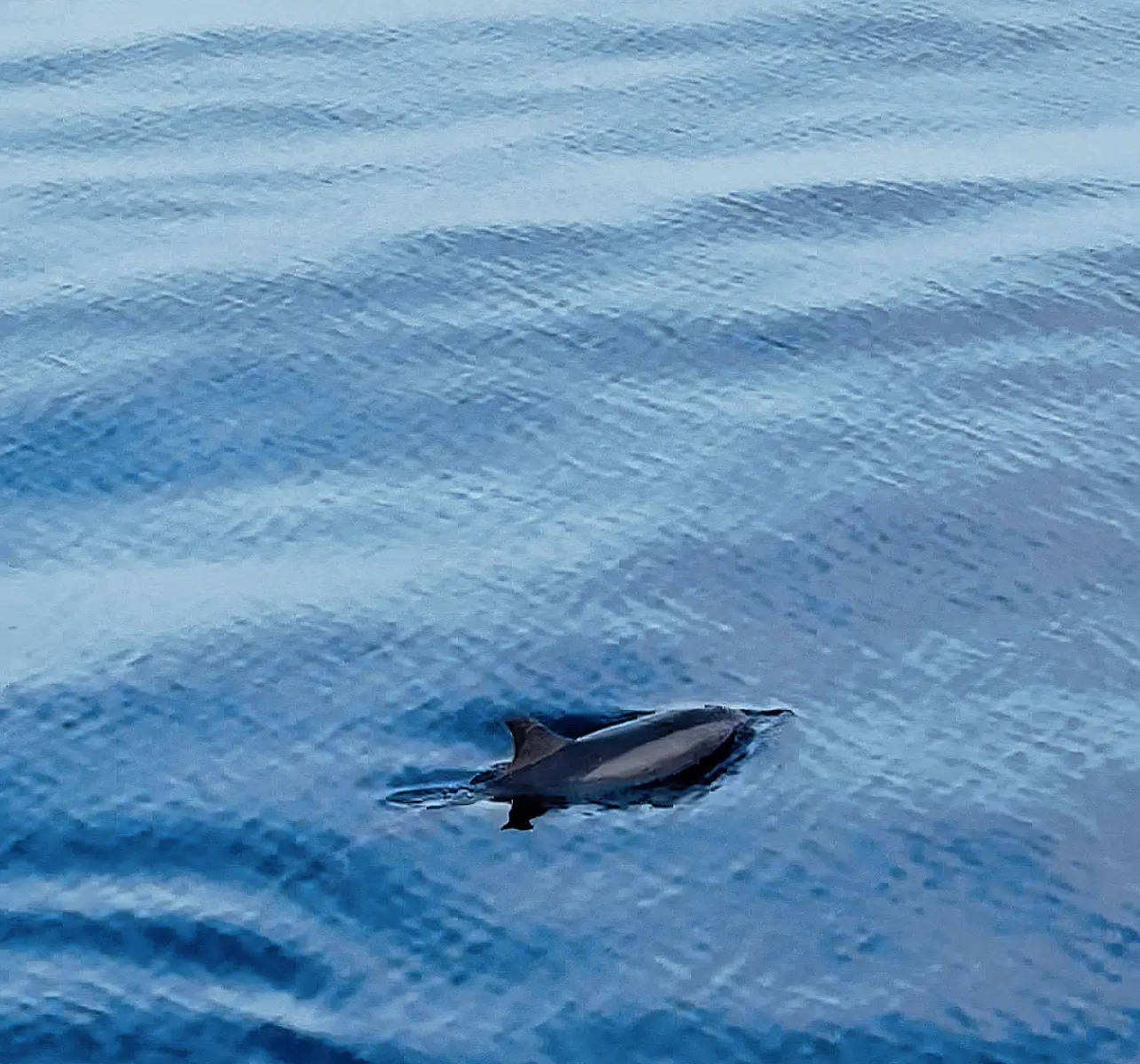 钟楚曦晒马尔代夫度假美照 穿抹胸裙大秀好身材