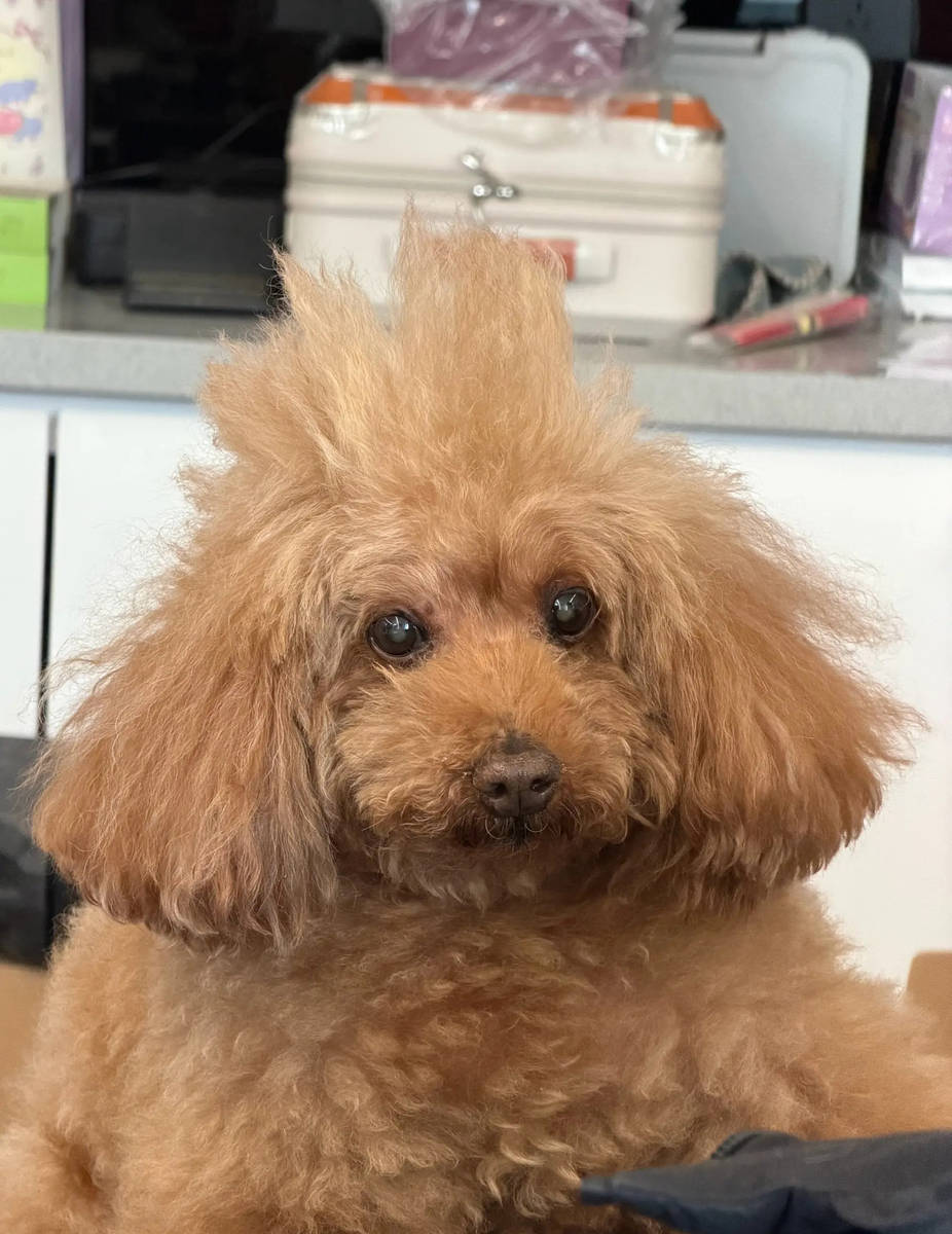 杨紫与宠物狗小piu亲密贴贴合影！画面温馨有爱