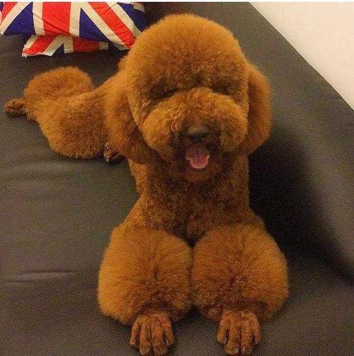 确定了位置后,我们用指甲夹住这个位置,打开电动推剪,将其推到适当的