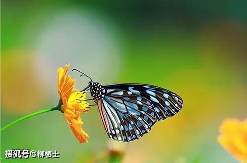 【高考作文】材料作文“人工智能时代与古文背诵”审题分析与例文导写