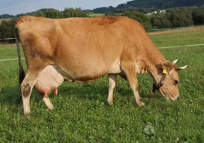 母牛一天吃多少斤饲料（母牛一天喂多少饲料合适，基础母牛饲料配方）繁殖母牛一天吃多少草多少料，真没想到，