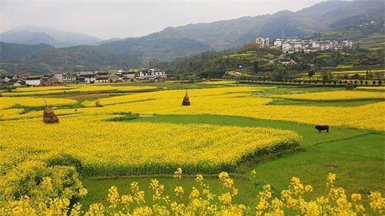原创            阳春三月婺源行油菜花开醉游人，青山向晚盈轩翠，碧水含春傍槛流