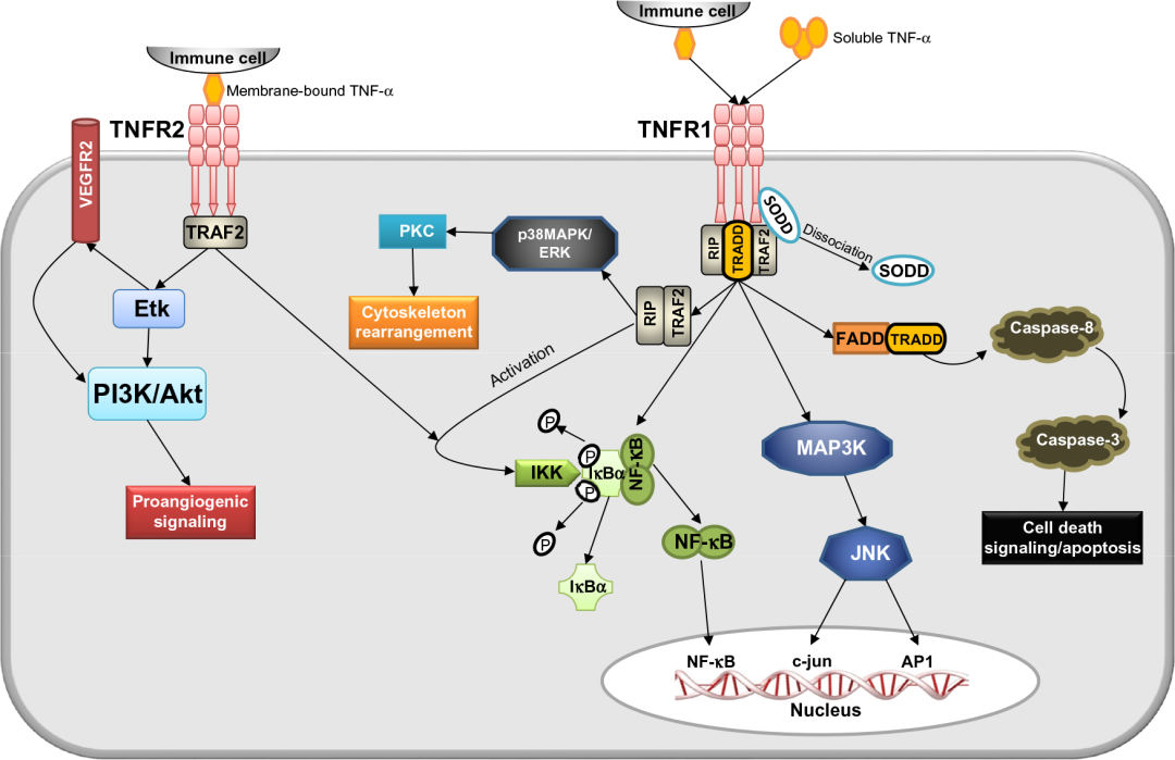肿瘤坏死因子α(tnf-α)的作用机制及相关研究