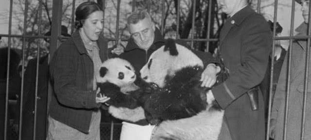 头号跨国盗窃案,美国人偷走两只大熊猫,却因不会饲养相继殒命_露丝