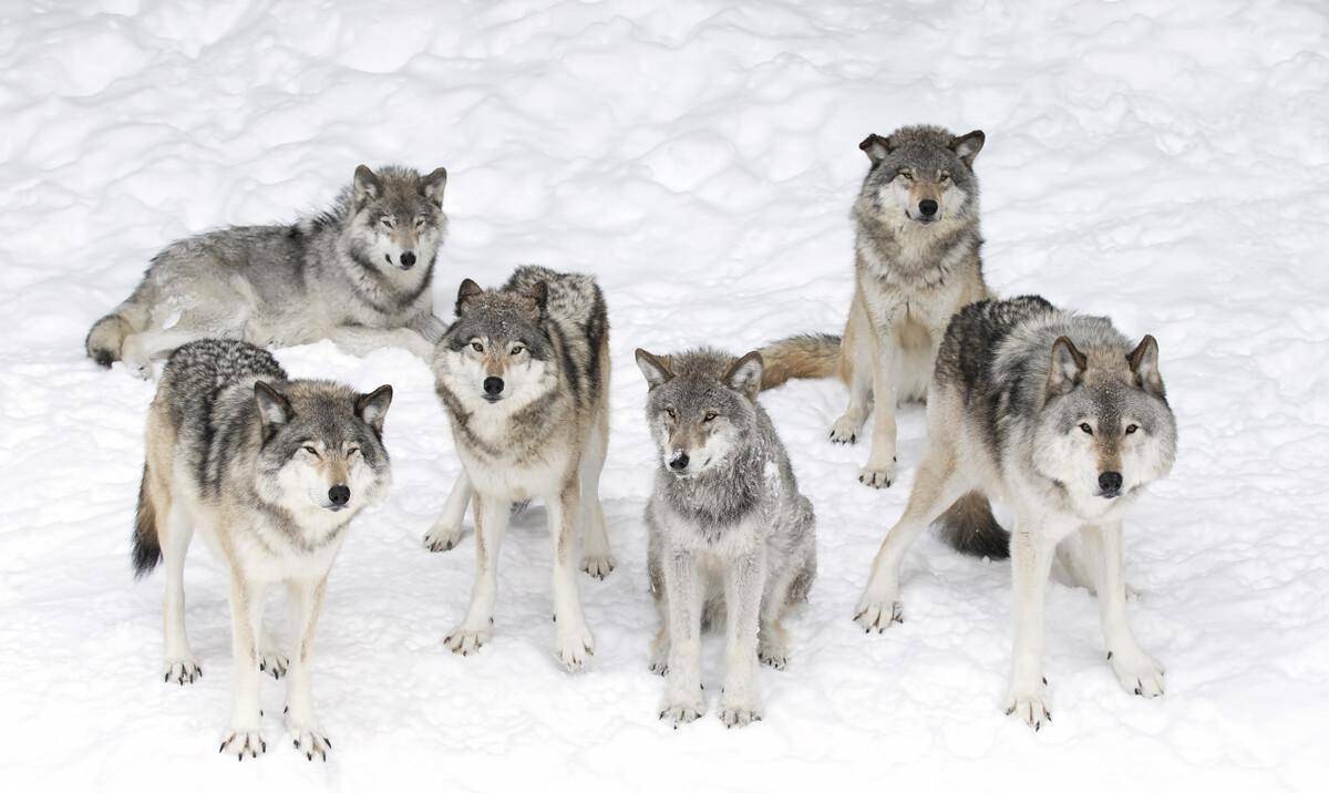 武装押运遭遇狼群围困,近战逼迫全班战士和狼群拼刺刀|轶事_连长_马车