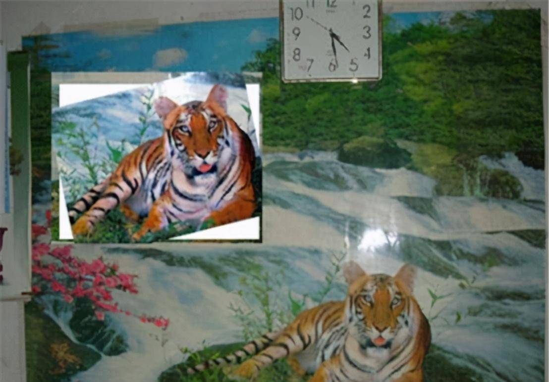 周正龙13年前拍"老虎"成笑话,出狱后归隐深山,看活成啥样_养殖_龙的