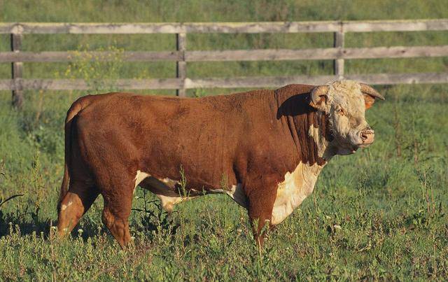 海福特牛外貌特征图片