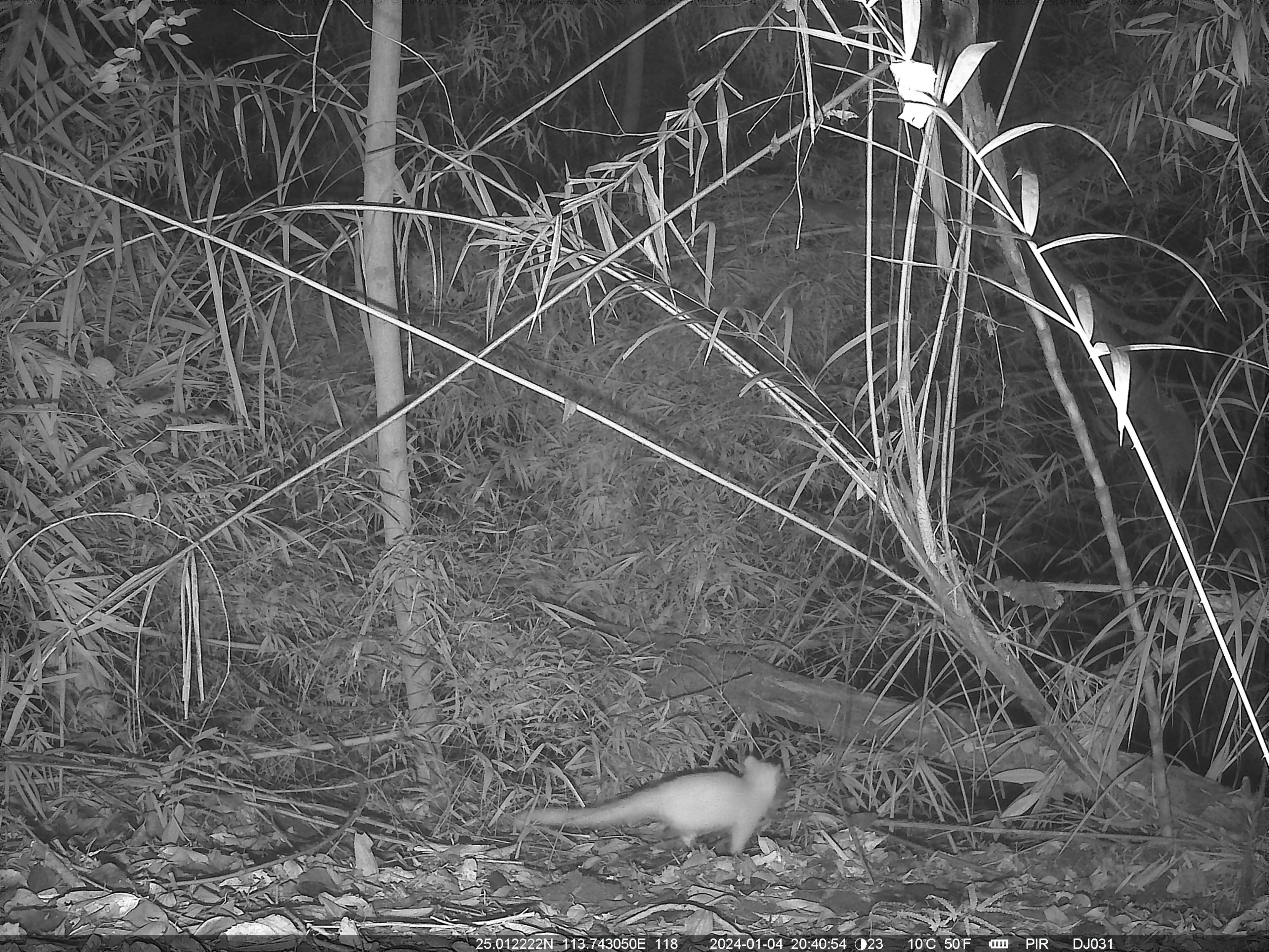 之前在丹霞山还记录过白化的金眶鸻,但果子狸的白化现象相对比较罕见