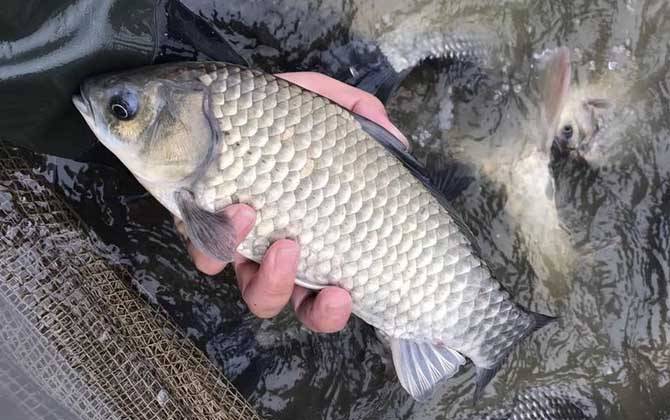 養鯽魚喂啥飼料,鯽魚自配飼料方法_維諾_水質_養殖戶