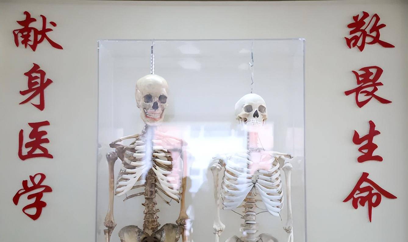 夫妻二人捐献遗体,两架白骨并排"站立",14年后特殊"重逢"