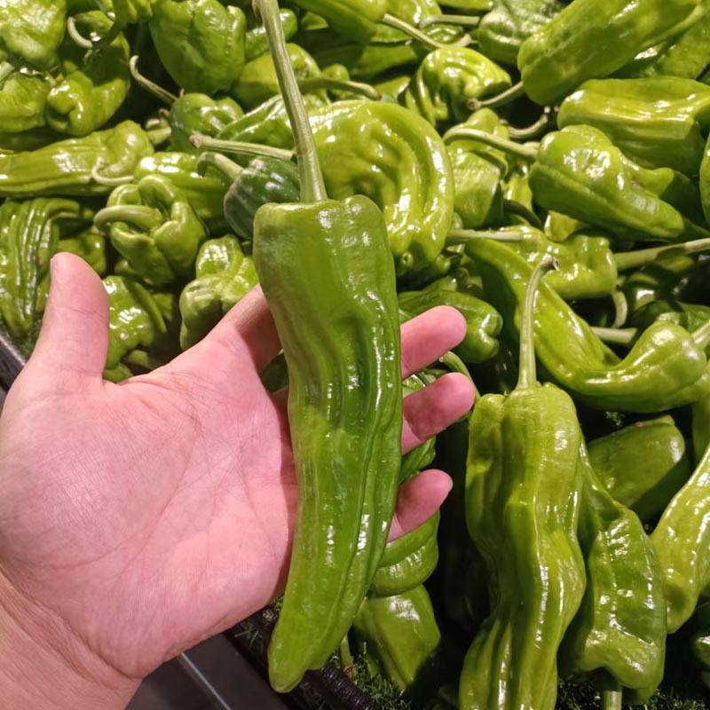 同乐新优芜湖椒薄皮椒种子一袋一千粒正品包邮_种植_栽培_区域