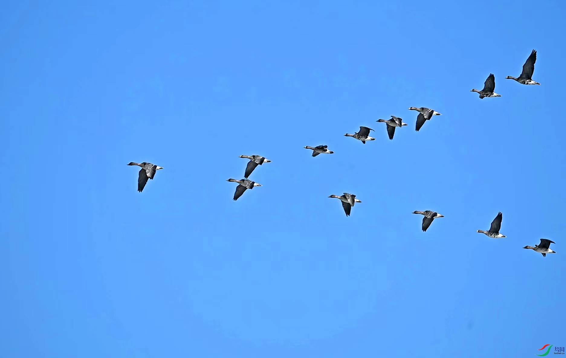 《一七令:春》_山坡上_金陵_新绿