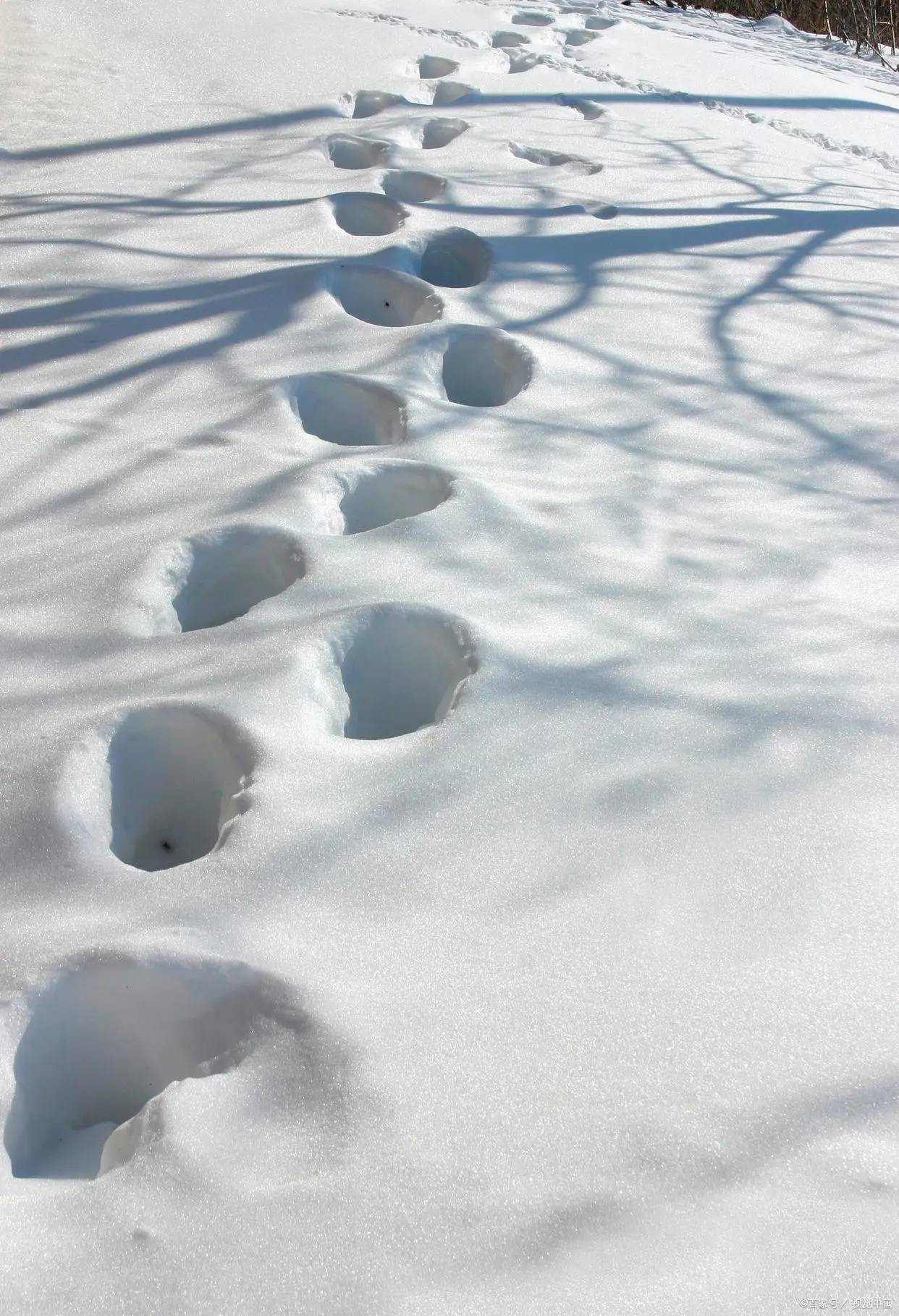 雪地里的脚印封面图片