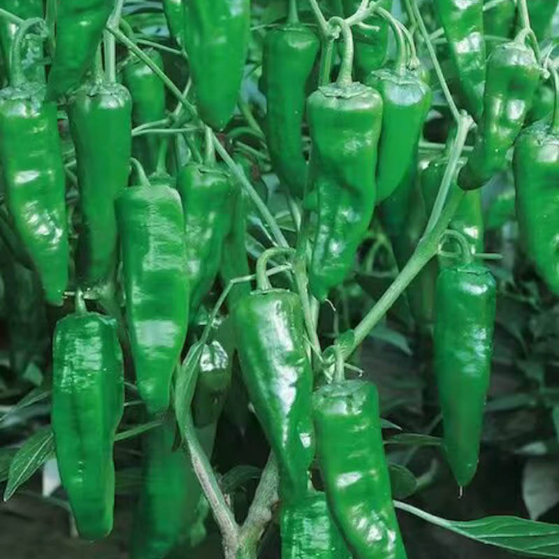 同乐余干椒薄皮香椒辣椒种子_品种_种植_上市