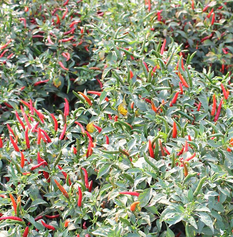 朝天王子单生朝天椒干鲜两用朝天椒小米椒指天椒种子